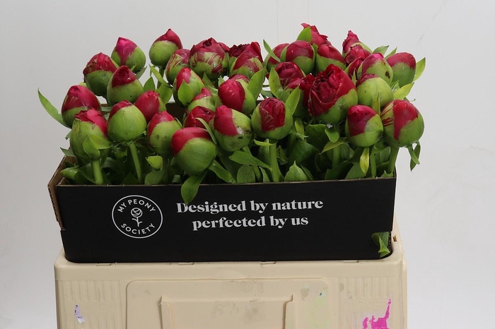 <h4>Paeonia Command Performance</h4>