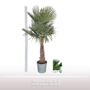 Trachycarpus fortunei