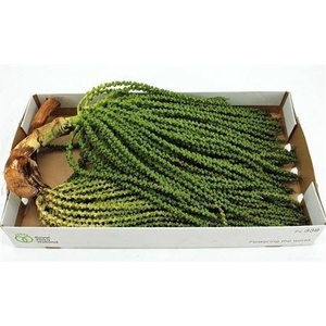 CARYOTA MITIS