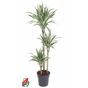 Dracaena White Stripe 90-60-30