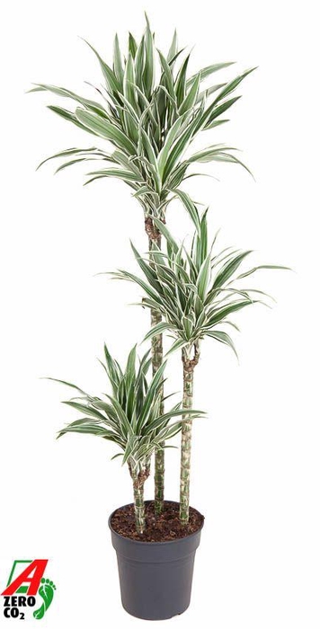 Dracaena White Stripe 90-60-30