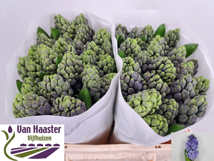 <h4>HYAC DELFT BLUE</h4>