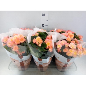 Begonia elat. DU 'Hailey Sunset'