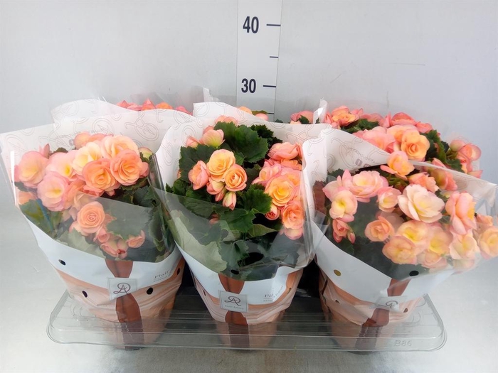 <h4>Begonia elat. DU 'Hailey Sunset'</h4>