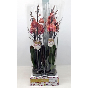 Phalaenopsis   ...orange