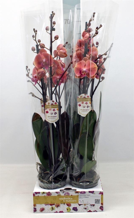 <h4>Phalaenopsis   ...orange</h4>
