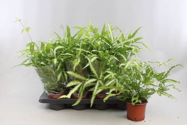 <h4>PTERIS ALBOLINEATA</h4>