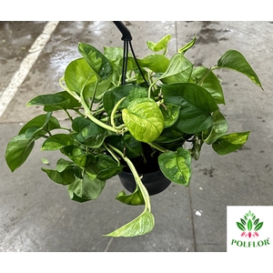 Epipremnum pinnatum Global Green 15Ø 40cm