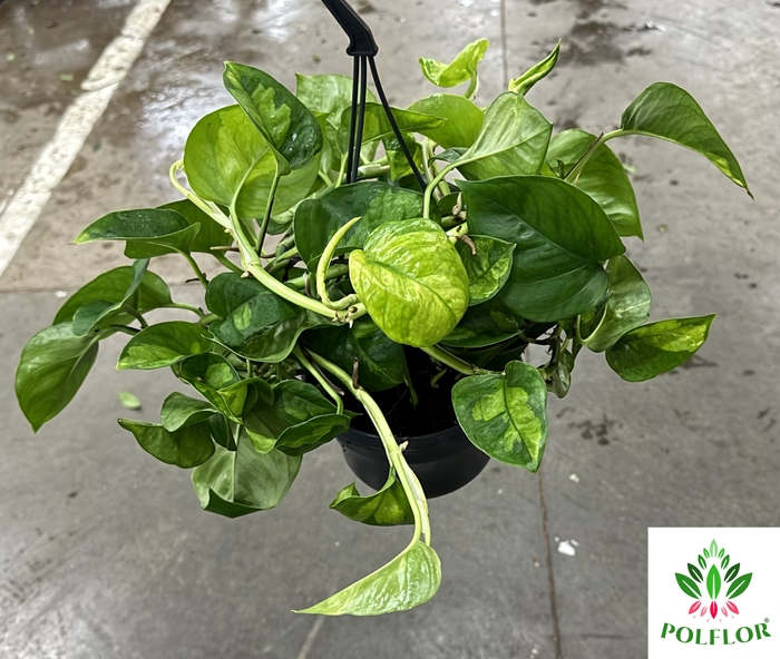 Epipremnum pinnatum Global Green 15Ø 40cm