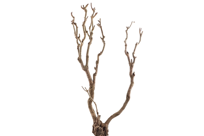 <h4>Syringa Branch Super Leutner</h4>
