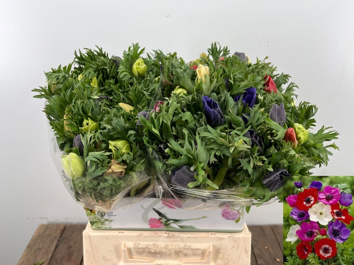 <h4>ANEM CO MAR GEM</h4>