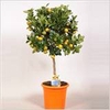 CITROF MICROCARPA