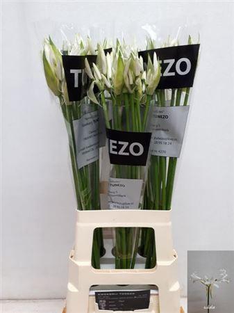 <h4>Nerine Bo Adele</h4>