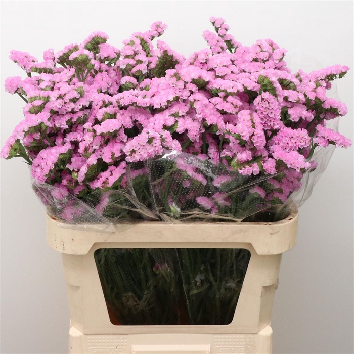<h4>Limonium St Pink Birds X50</h4>