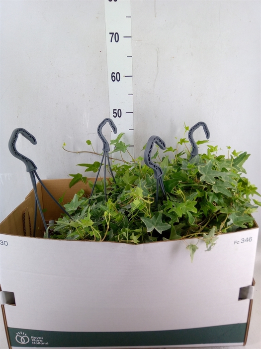 <h4>Hedera helix 'Mona Lisa'</h4>