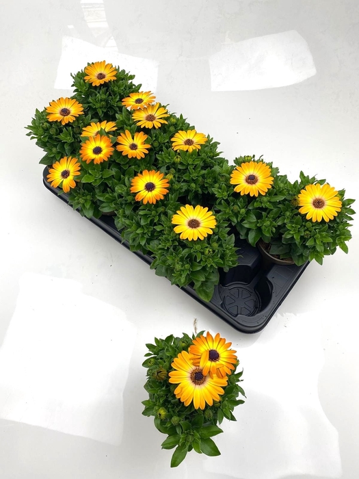 <h4>OSTEO SUNNY CAMBRIA</h4>