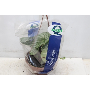 PEPEROMIA MELANCIA C21