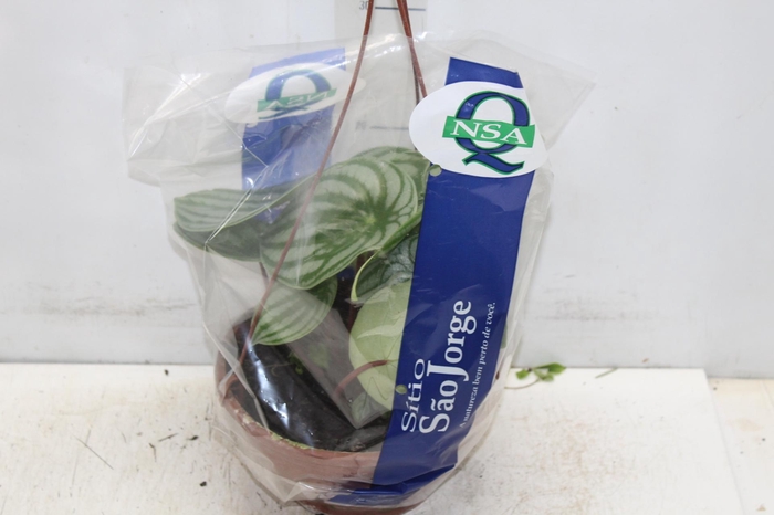 <h4>PEPEROMIA MELANCIA C21</h4>