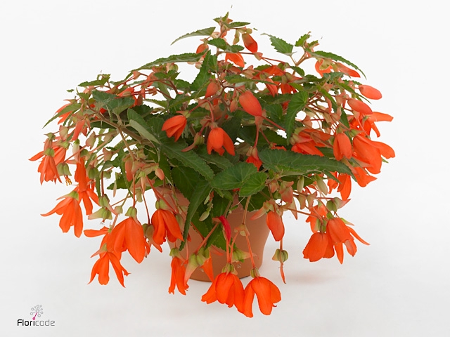 BEGO B BONA ORANGE