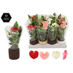 Anthurium 7 cm 3 color mix in Lou ceramics