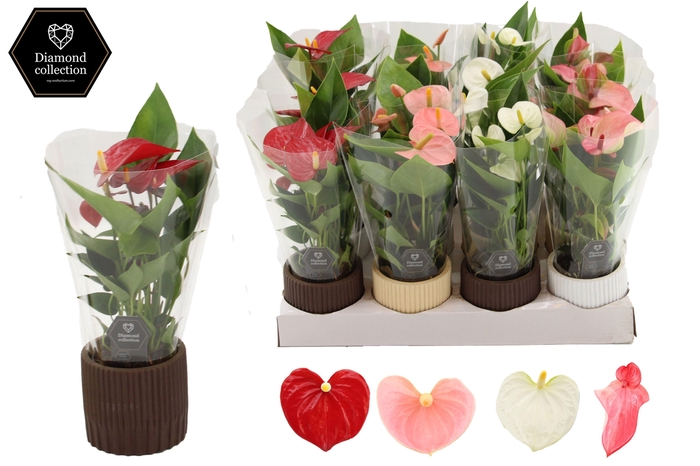 <h4>Anthurium 7 cm 3 color mix in Lou ceramics</h4>