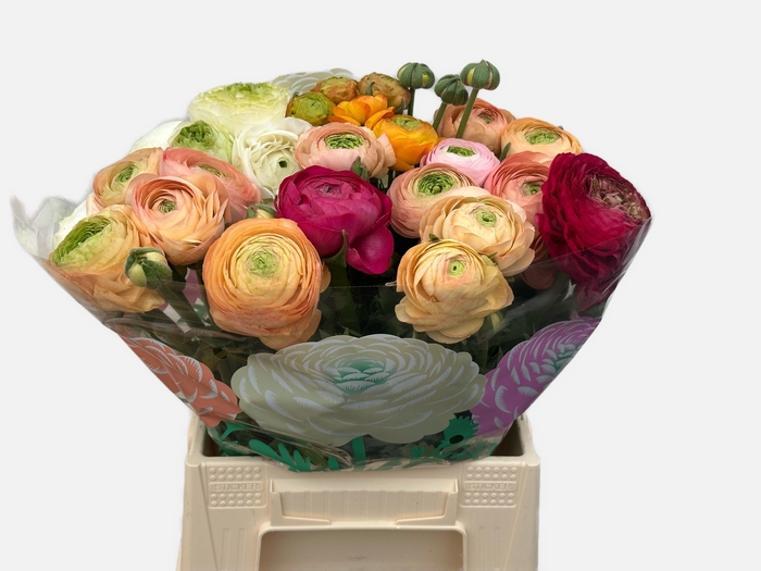 <h4>RAN GEM IN FUST</h4>