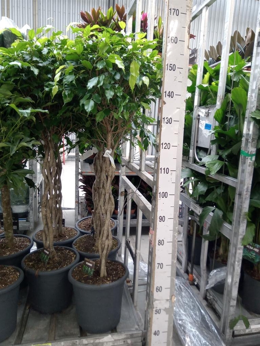<h4>Ficus benja. 'Exotica'</h4>