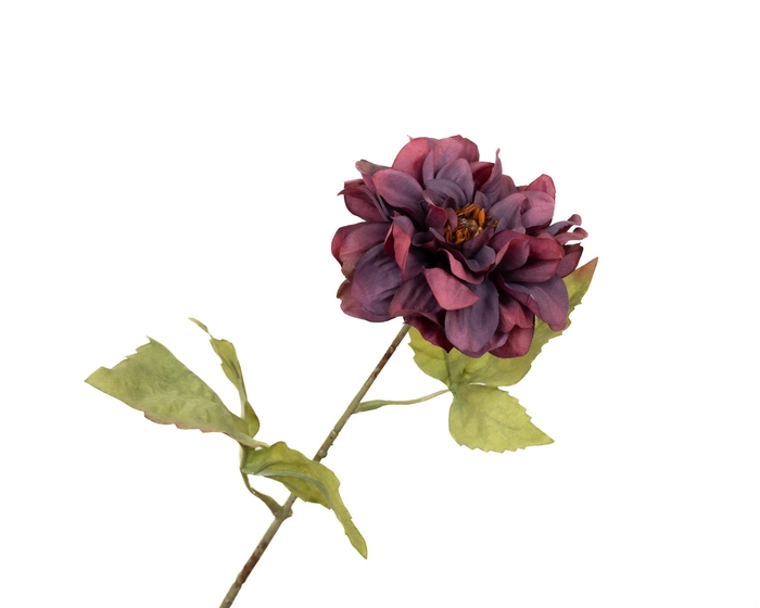 <h4>Dahlia Bordeaux</h4>