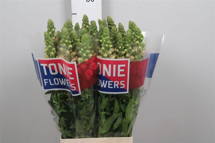 <h4>Antir Legend Pink</h4>