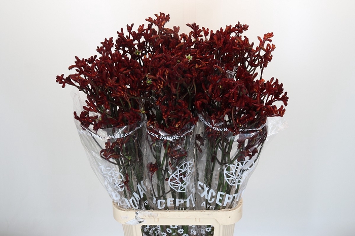 <h4>Anigozanthos Early Spring</h4>