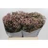 Limonium sinensis Tiffany Diamond