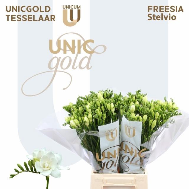 <h4>FR DU STELVIO</h4>