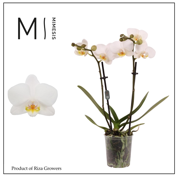 <h4>Mimesis Phal. Innsbruck - 2 spike 9cm</h4>