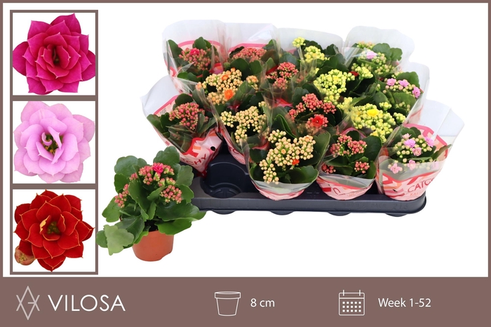 <h4>KAL GE GEM 5 KL</h4>