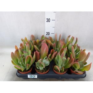 Kalanchoe NF thyrsiflora 'Red Lips'