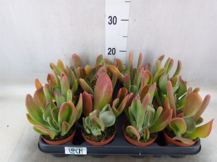 <h4>Kalanchoe NF thyrsiflora 'Red Lips'</h4>