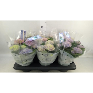 Hydrangea mac. 'Magical Revolution'