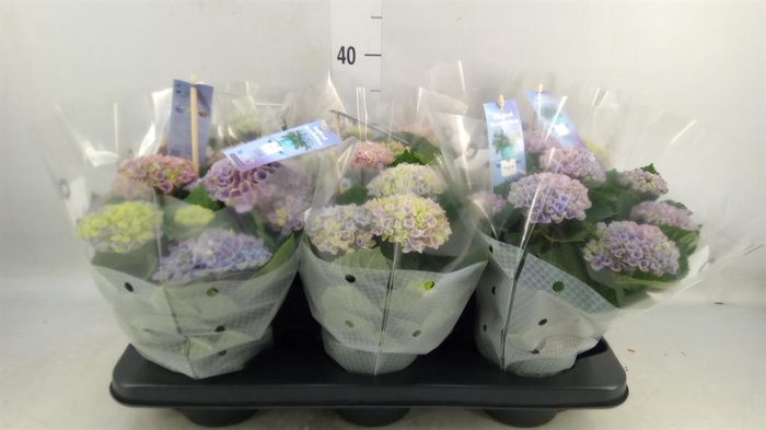 <h4>Hydrangea mac. 'Magical Revolution'</h4>
