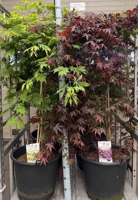 Acer overig