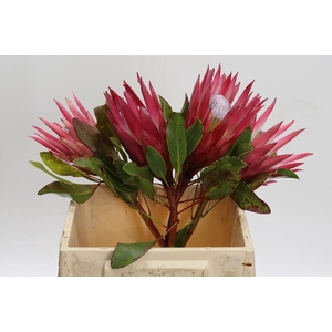 Protea Cynaroides Madiba