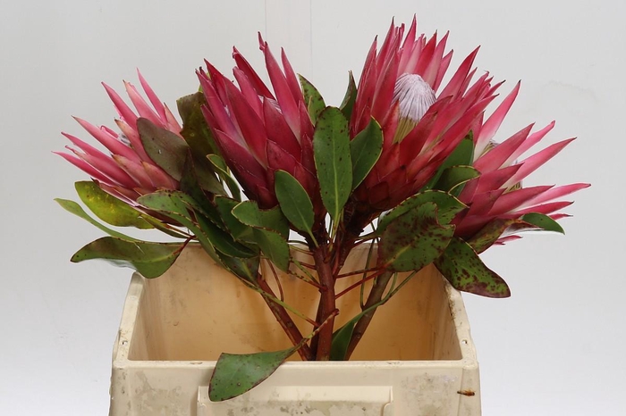 <h4>Protea Cynaroides Madiba</h4>