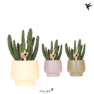 Kolibri Greens Stapelia Leendertziae in Scandic pot green mix