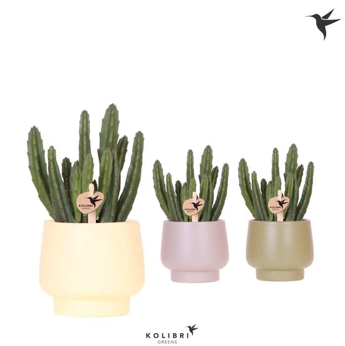 <h4>Kolibri Greens Stapelia Leendertziae in Scandic pot green mix</h4>