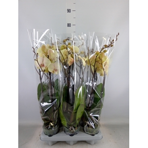 Phalaenopsis   ...
