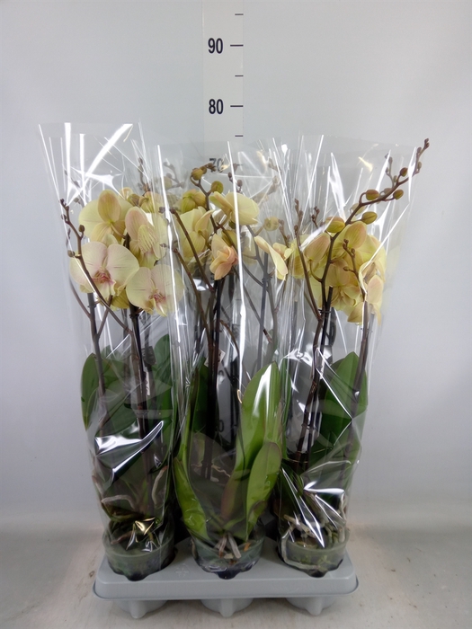 <h4>Phalaenopsis   ...</h4>