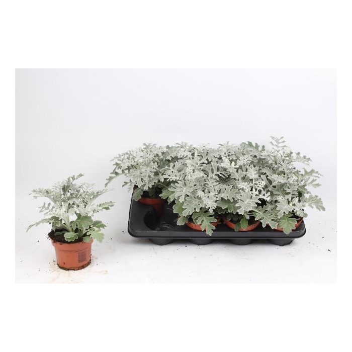 <h4>JACOBAEA MARITIMA</h4>
