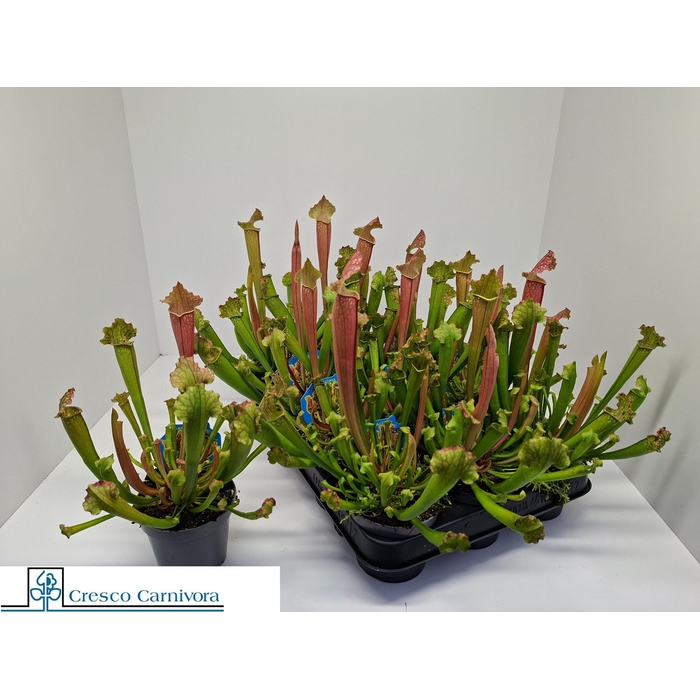 <h4>SARRACENIA OV</h4>