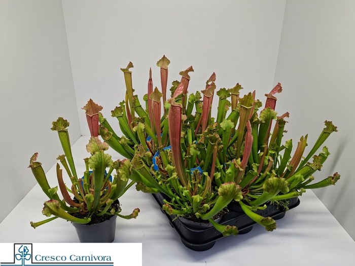 <h4>SARRACENIA OV</h4>