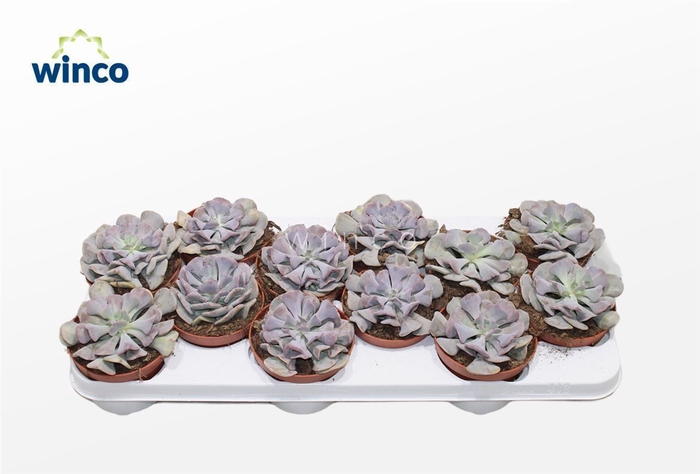 <h4>Echeveria Cubic Frost</h4>