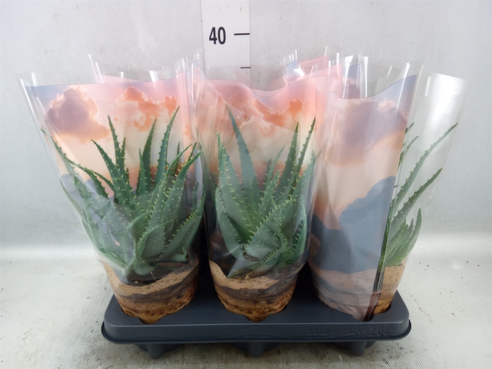 Aloe arborescens